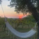 Balatoni Preshaziko Szolosgyorok